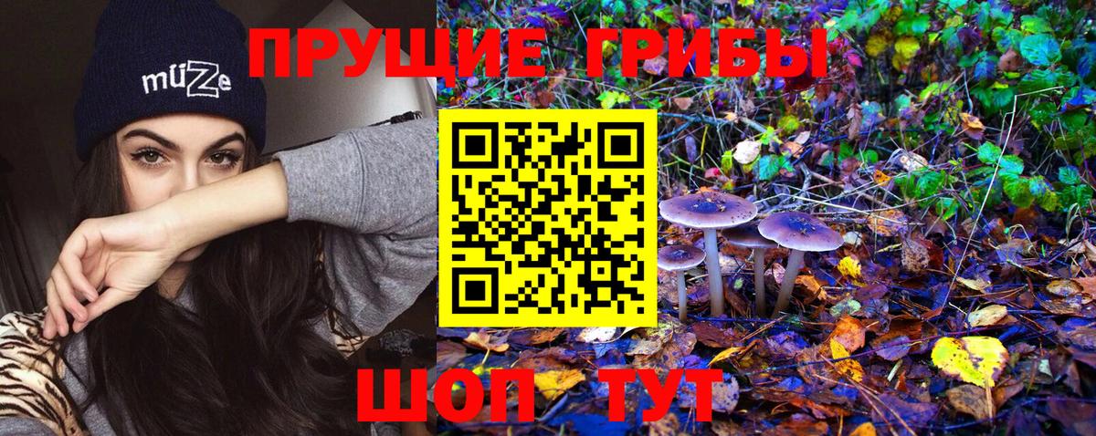 Галлюциногенные грибы Psilocybe Борзя